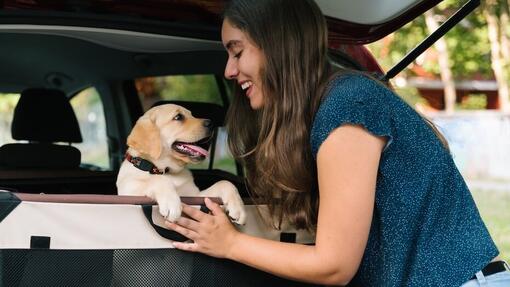 donna prepara il cane per il viaggio in auto