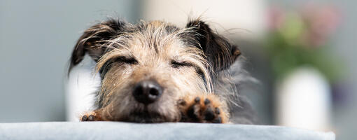 primo piano di cane che dorme su divano
