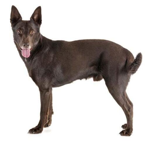 kelpie