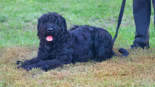 Terrier Nero Russo