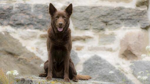 razza australian kelpie