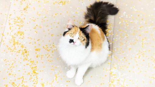 gatto guarda padrone