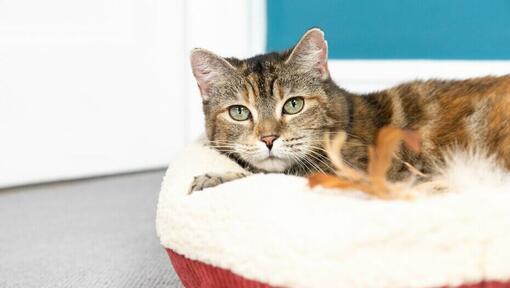 gatto nella cuccia