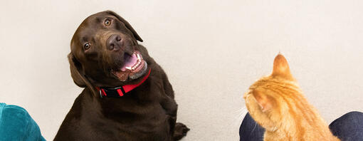 labrador marrone e gatto rosso