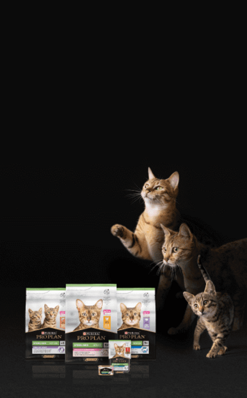 Soddisfa ogni esigenza del tuo gatto sterilizzato