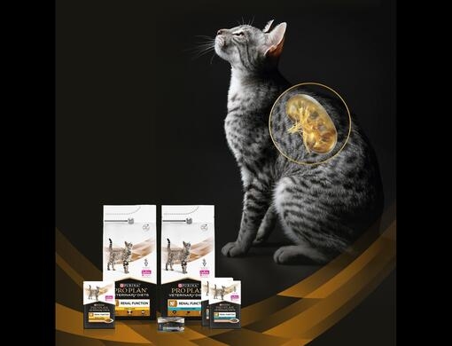sereni gatto hero 2