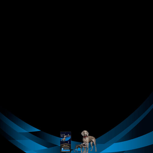 Purina Pro Plan Dermatosis