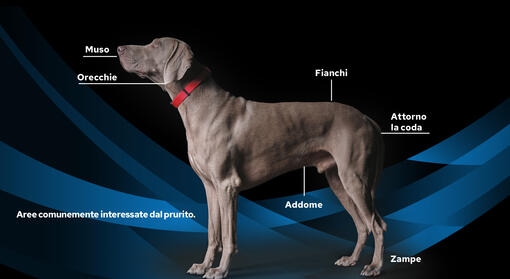 Principali funzioni del tratto gastrointestinale