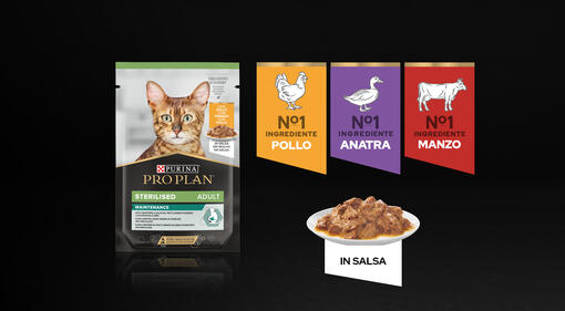 Maintenance Wet Food