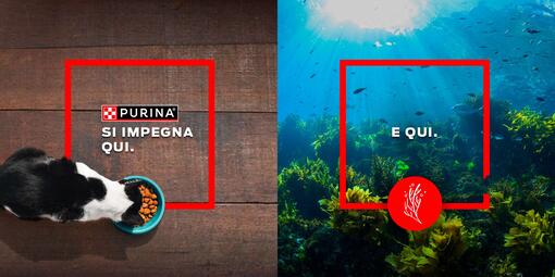 Il programma Europeo di Purina per la rigenerazione degli oceani