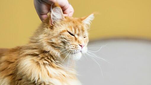 Padrone che accarezza la testa di un gatto rosso