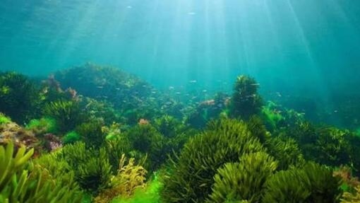 rigenerazione degli  oceani