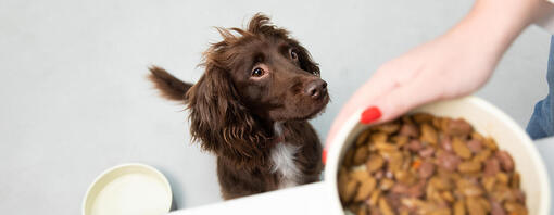 Cibo secco o umido per cani?