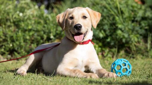 Come gestire una passeggiata con il cane