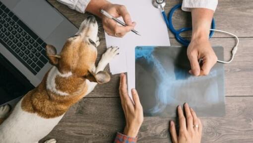 Dog Vomiting – Causes & Treatment When Dogs Throw Up