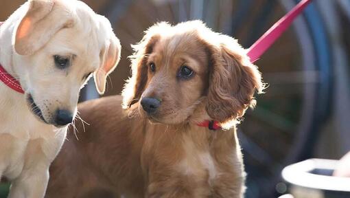Come gestire una passeggiata con il cane