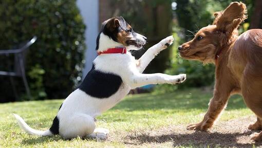Come gestire una passeggiata con il cane
