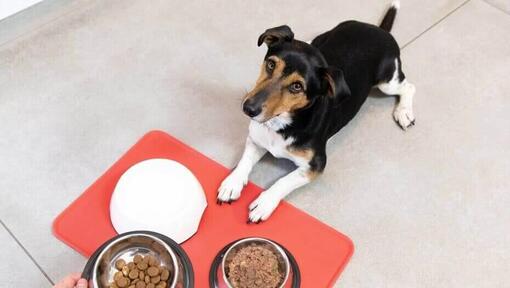 Cibo secco o umido per cani?