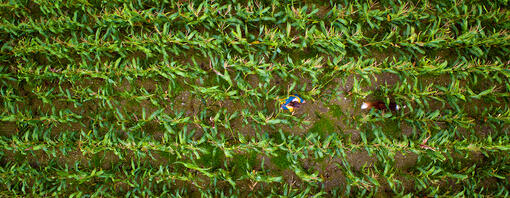 Agricoltura rigenerativa