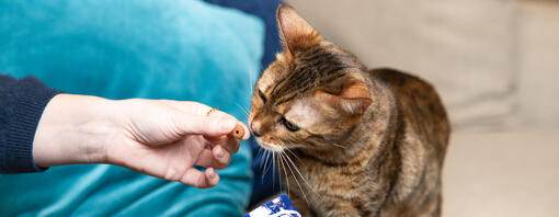 Snack e premi per gatti: quali scegliere e come darli