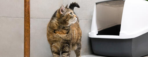 Vermi nel gatto: sintomi, tipi e come eliminarli
