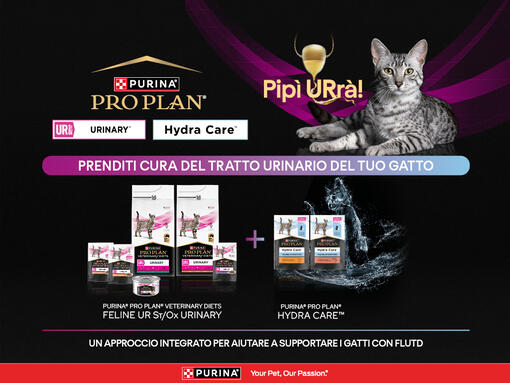 Prenditi cura del tratto urinario del tuo gatto