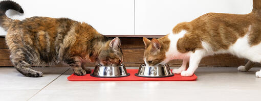 Cibo secco o umido per gatti: qual è meglio?