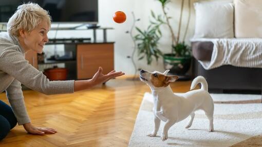 Idee per una festa di compleanno per il cane