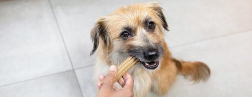 Masticativi per cani: tipi, benefici e come sceglierli