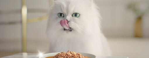 Purina rilancia Gourmet™ Perle: ricette curate nei minimi dettagli per i gatti dal palato raffinato