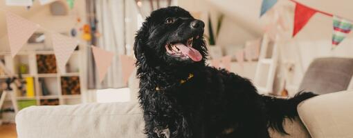 Idee per il compleanno del cane: come festeggiare il giorno speciale del tuo cane