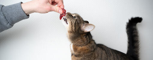Dieta cruda per gatti: i gatti possono mangiare carne cruda?
