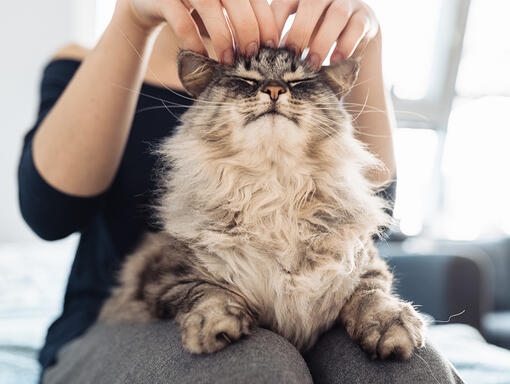 Gatti ipoallergenici: Mito o Realtà?