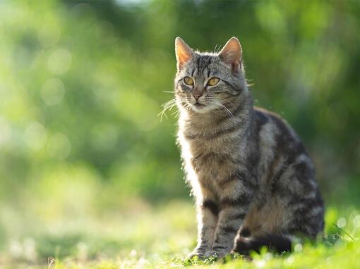 La Rivoluzione nella Gestione degli Allergeni del Gatto