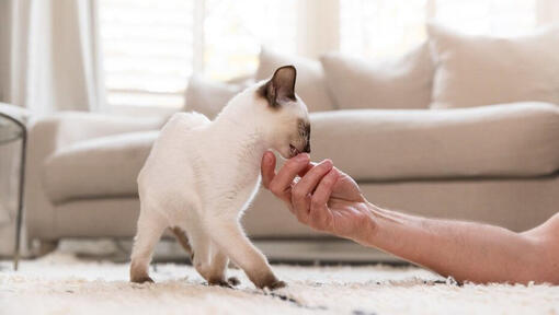 Snack e premi per gatti: quali scegliere e come darli