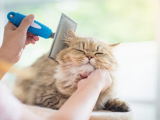 Cosa e Quali sono gli Allergeni del Gatto