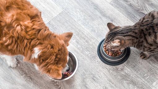 Purina Editorial Team