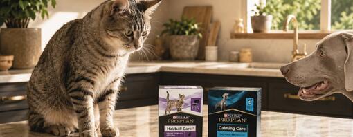 Purina Pro Plan accelera l’innovazione nel segmento super premium con le novità Calming Care e Hairball Care