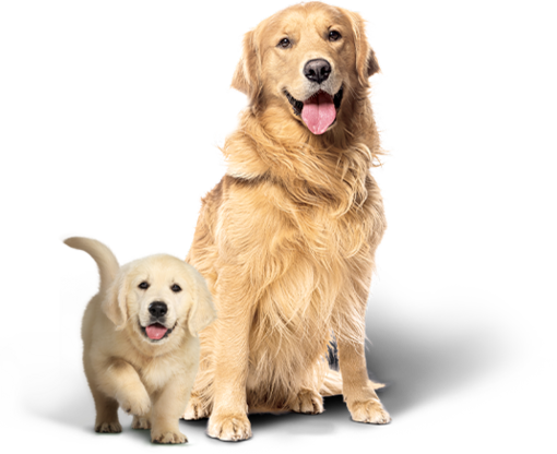 Nutrizione studiata per le esigenze del tuo cane