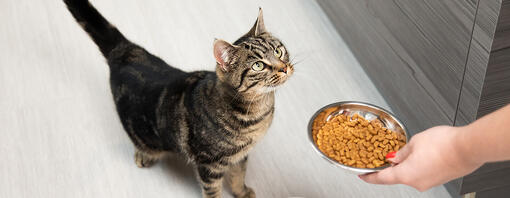 Gatto che guarda il cibo.