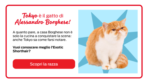 Celebrity Pets