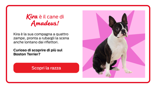 Celebrity Pets