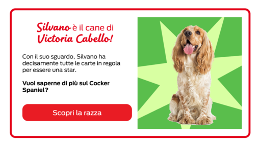 Celebrity Pets