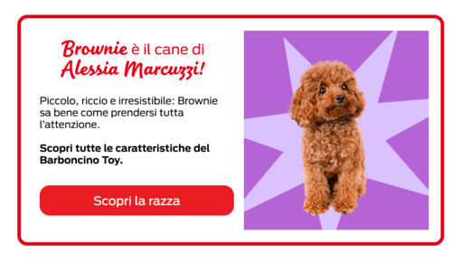 Celebrity Pets