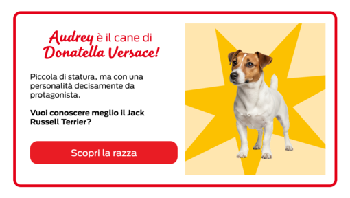 Celebrity Pets