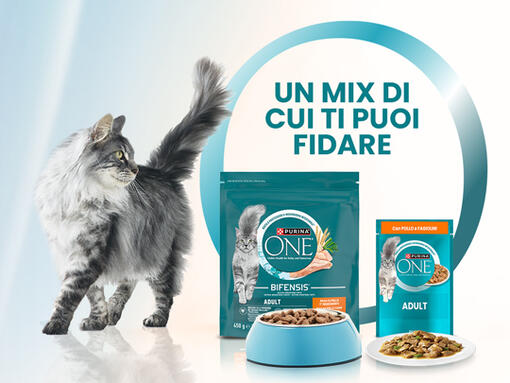 Alimentazione mista per gatti: un mix di cui ti puoi fidare