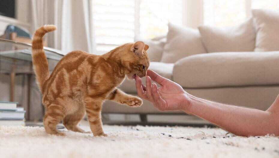 Cat Hairballs What You Should Know1 Ginger Cat che gioca con il proprietario