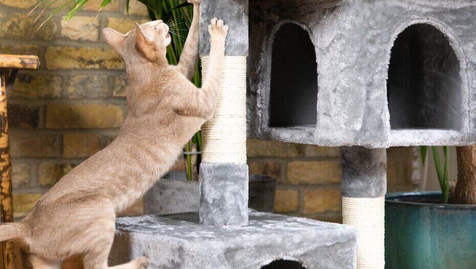 Finding the Right Scratching Post For Your Cat 1 Gatto a casa con il post di graffiatura