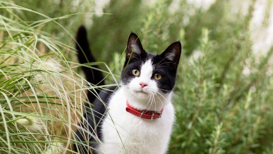 Harmful Substances and Poisonous Foods for Cats 1 Gatto in erba lunga
