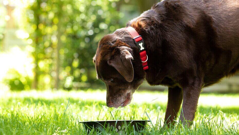Heat Stroke in Dogs How to Recognise the Symptoms and Act Swiftly 1 Cane che fissa nella ciotola